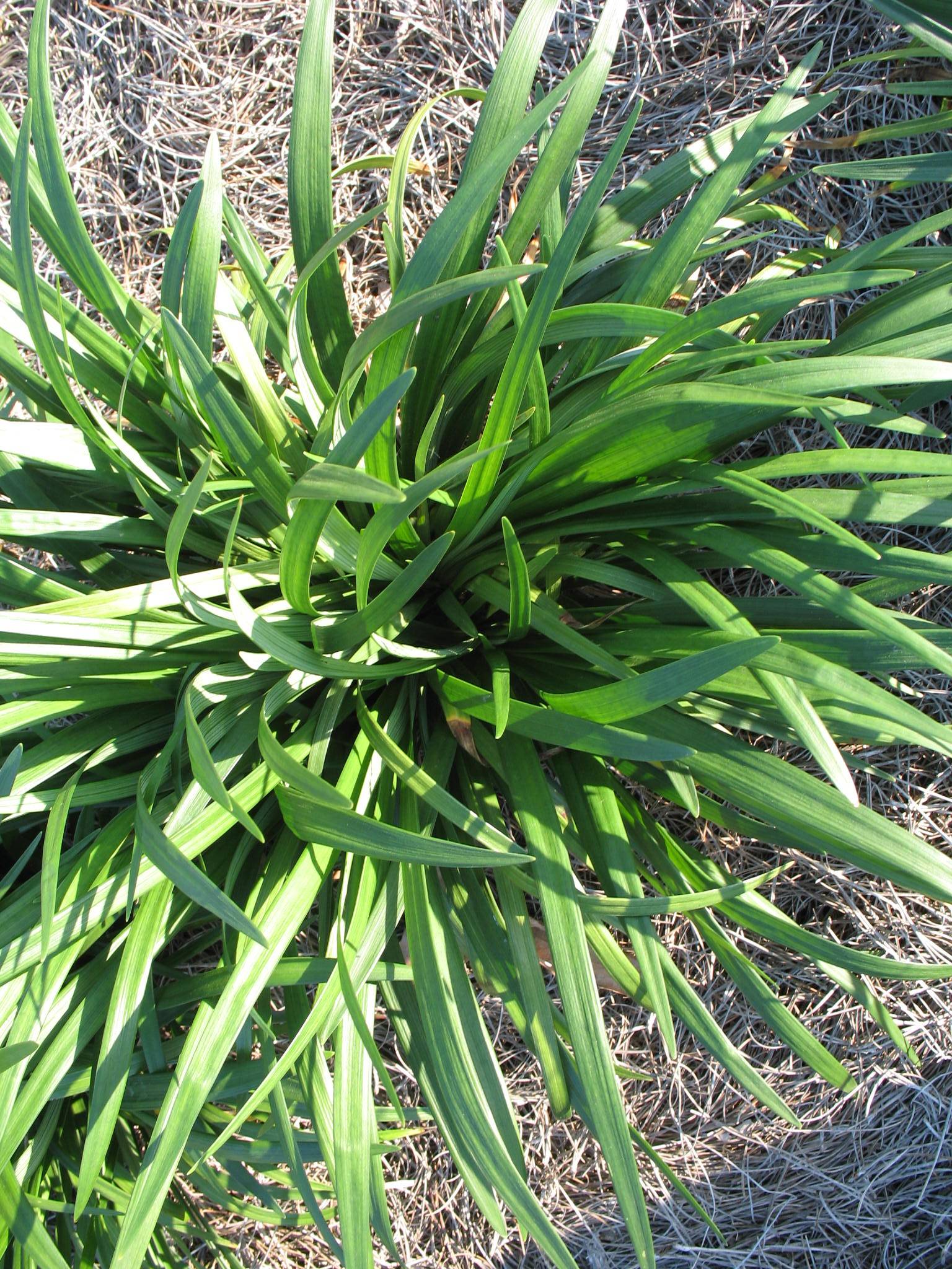 Online Plant Guide Liriope muscari 'Emerald Goddess' / Emerald